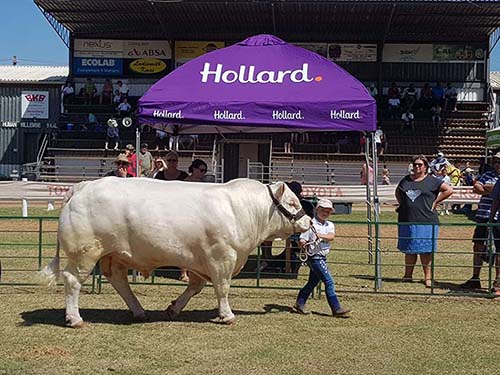 Five-year old girl walking with her Charolais bull on the field