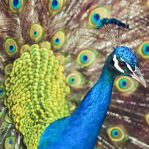 a peacock on the grounds of the hollard head office